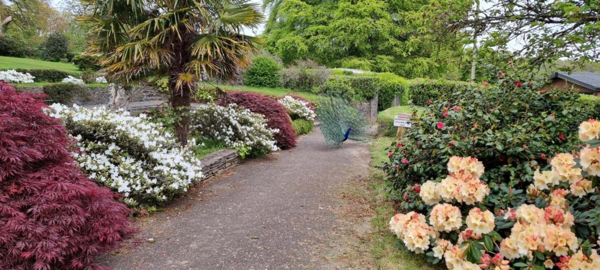 Great Trethew Manor Hotel & Self Catering Lodges Liskeard Εξωτερικό φωτογραφία